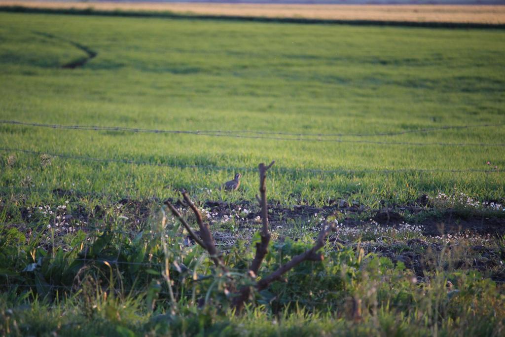 Monte Da Morena Agro-Turismo Serpa Bagian luar foto